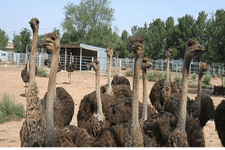 Black Neck Ostrich