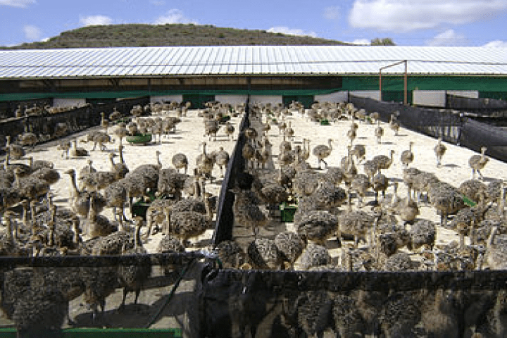 Black Neck Ostrich2