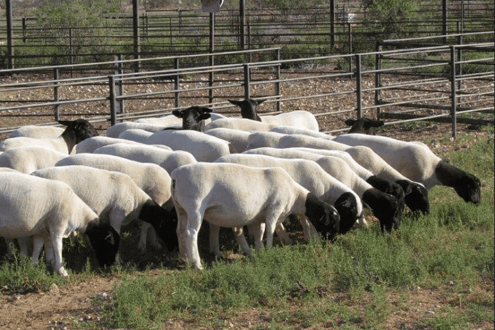 Dorper Sheep