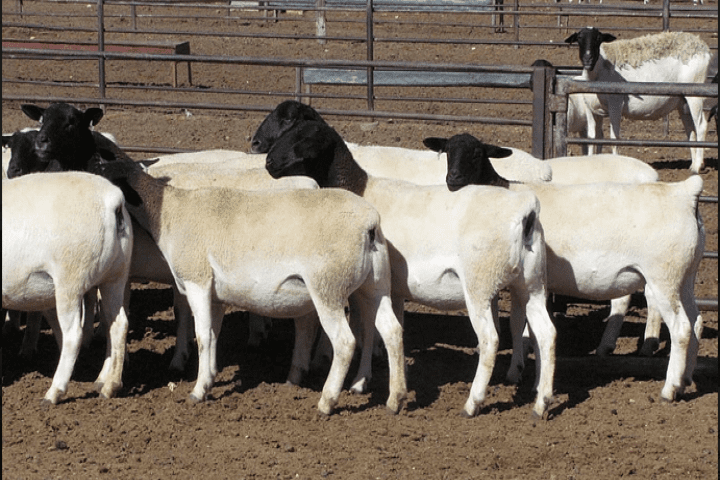 Dorper Sheep1