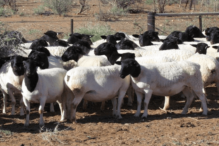 Dorper Sheep2