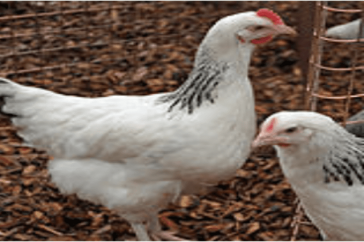 WHITE SUSSEX HYBRID